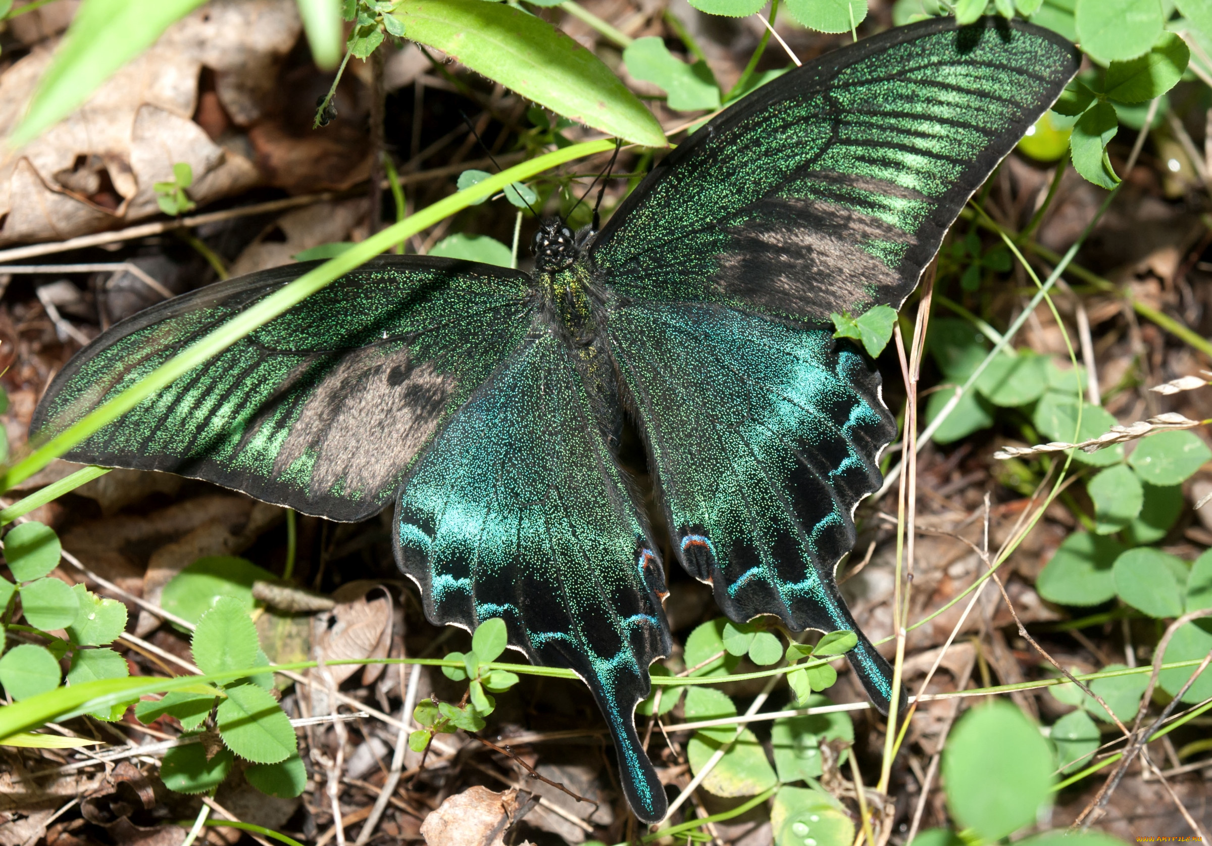 Цветы похожи на крылья бабочек. Крылья бабочки. Бабочка с крыльями змеи. Чешуйки на крыльях бабочек. Крылья бабочки зеленые.